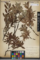 Foto von Salix lapponum L.